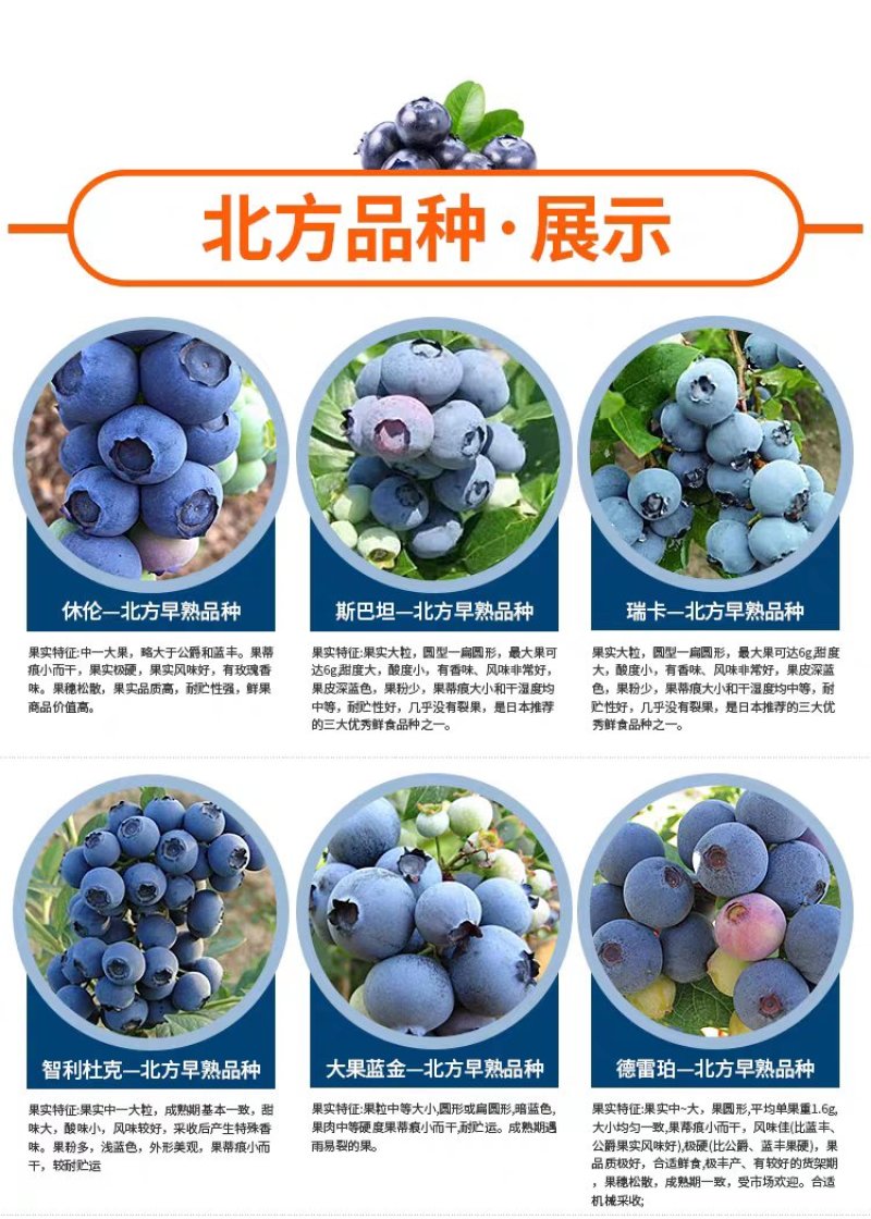 【爆品】蓝莓苗蓝金兔眼薄雾黑珍珠等保证品种包邮