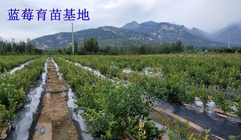 【爆品】蓝莓苗蓝金兔眼薄雾黑珍珠等保证品种包邮