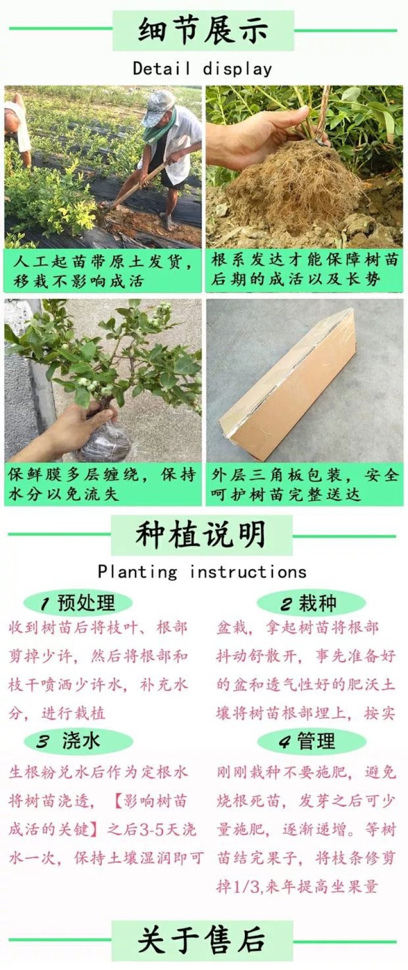 【爆品】蓝莓苗蓝金兔眼薄雾黑珍珠等保证品种包邮