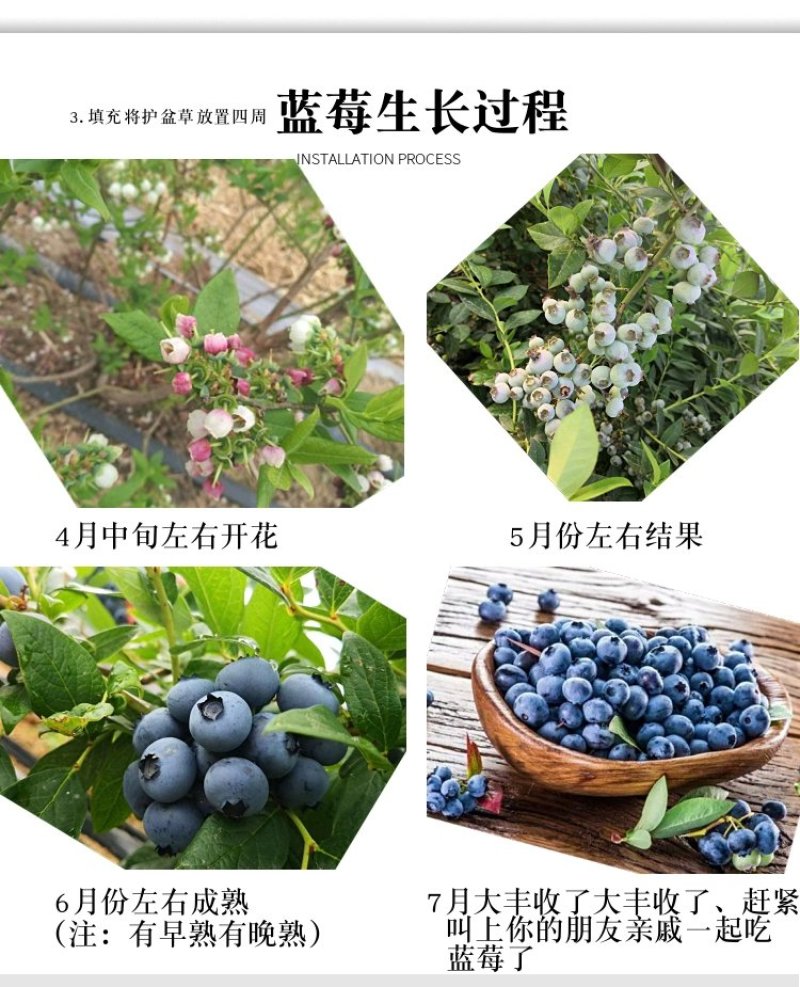 【爆品】蓝莓苗蓝金兔眼薄雾黑珍珠等保证品种包邮