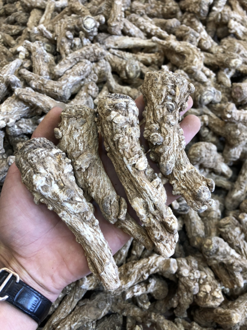 当归货源充足正品保障随时可聊健康当归等待您