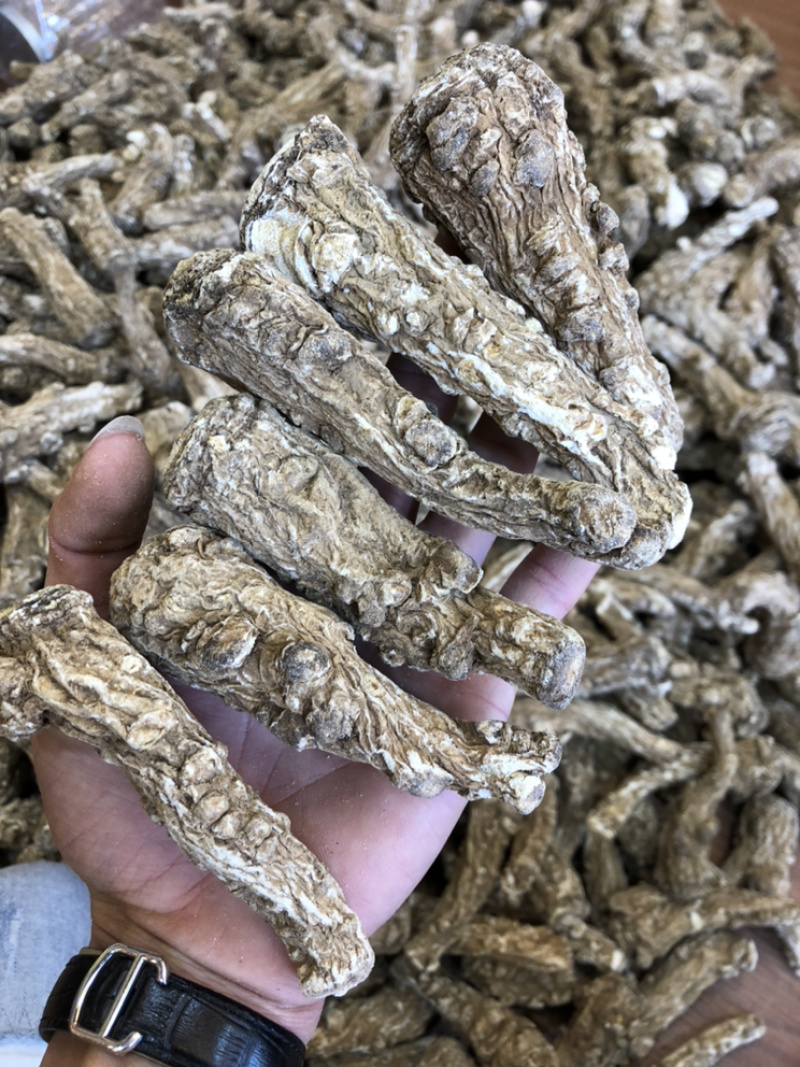 当归货源充足正品保障随时可聊健康当归等待您