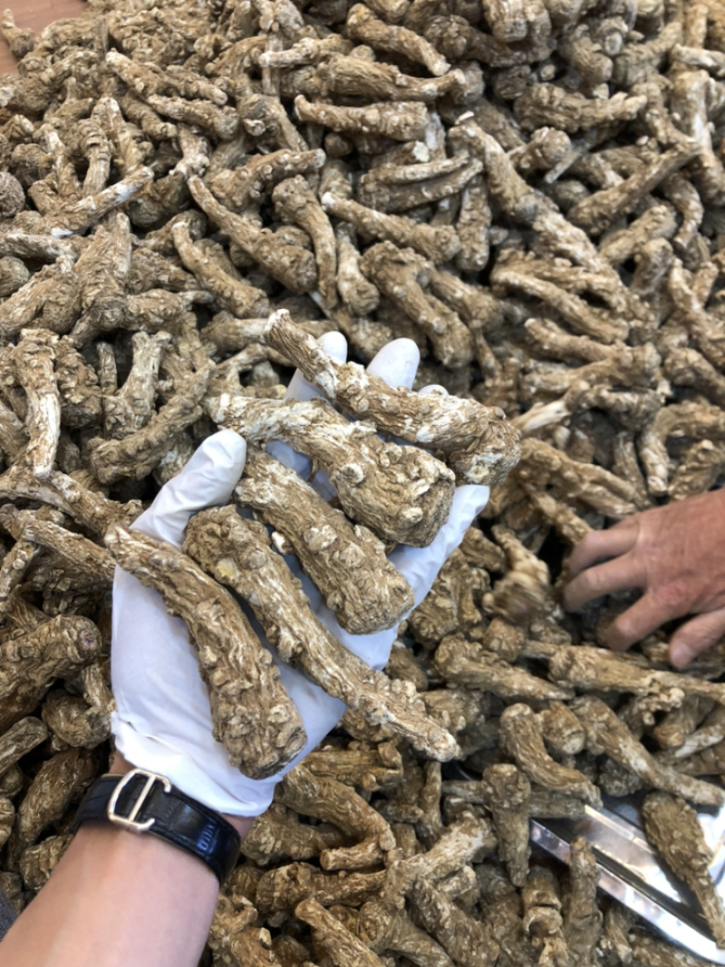 当归货源充足正品保障随时可聊健康当归等待您