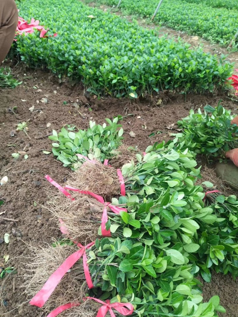 【现货】本苗圃基地常年大量：卫矛小苗.卫矛苗.卫矛现货