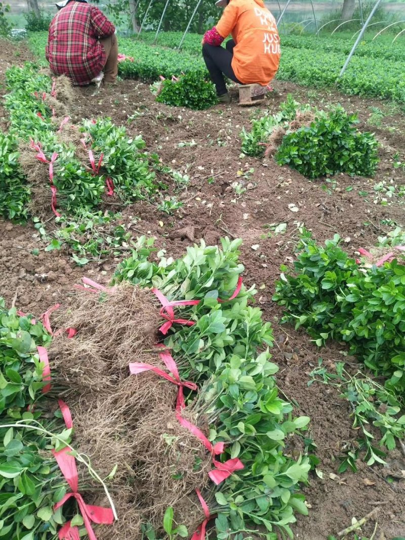 【现货】本苗圃基地常年大量：卫矛小苗.卫矛苗.卫矛现货