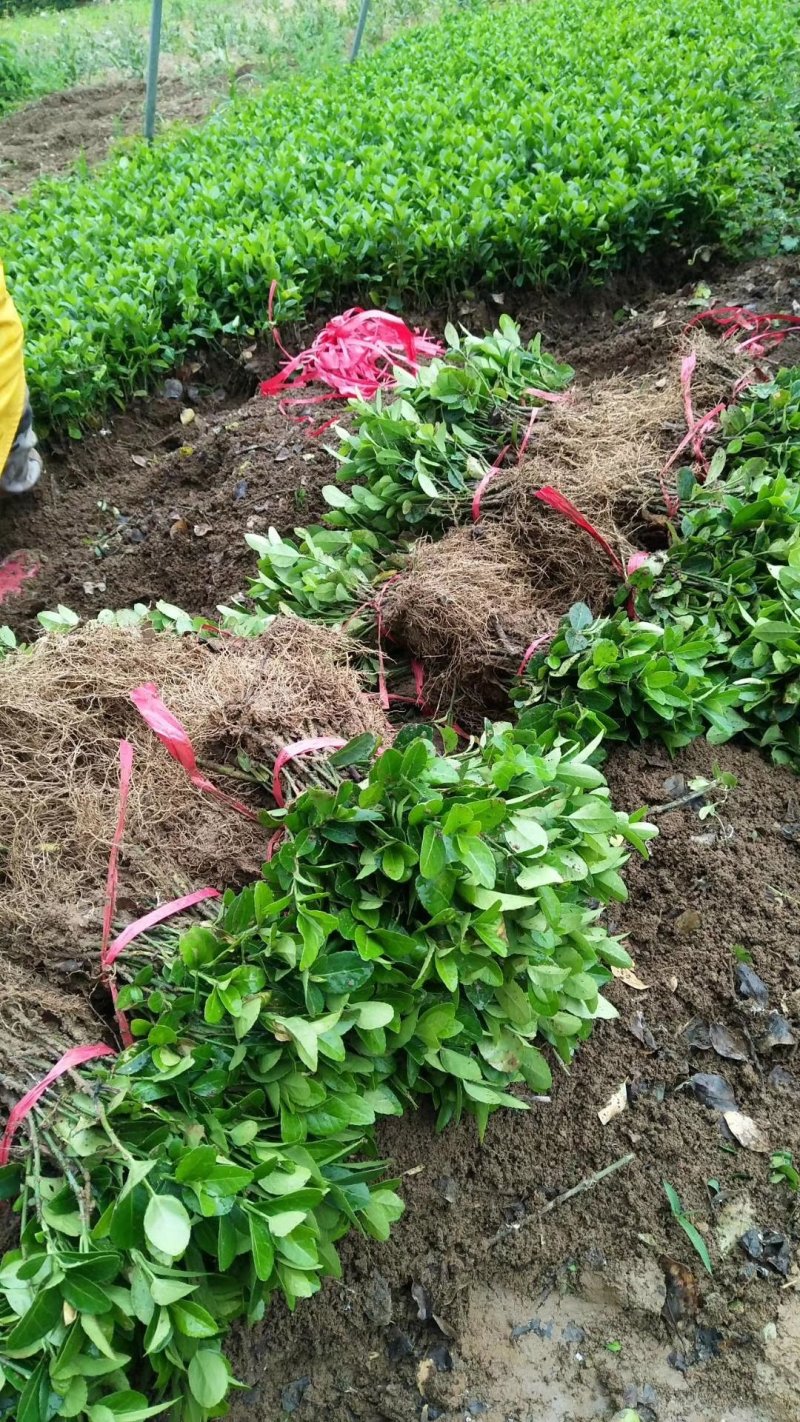 【现货】本苗圃基地常年大量：卫矛小苗.卫矛苗.卫矛现货