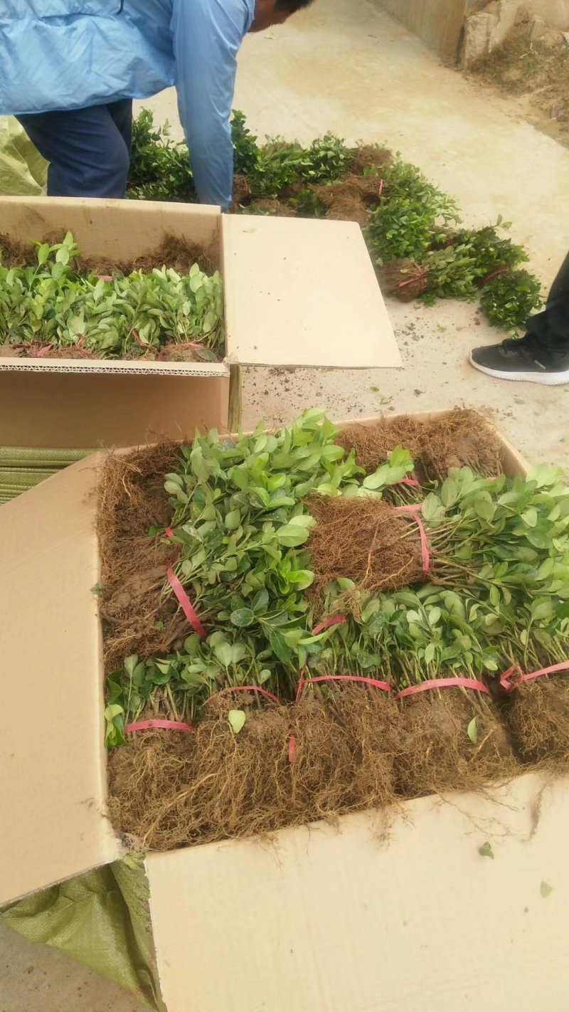 【现货】本苗圃基地常年大量：卫矛小苗.卫矛苗.卫矛现货