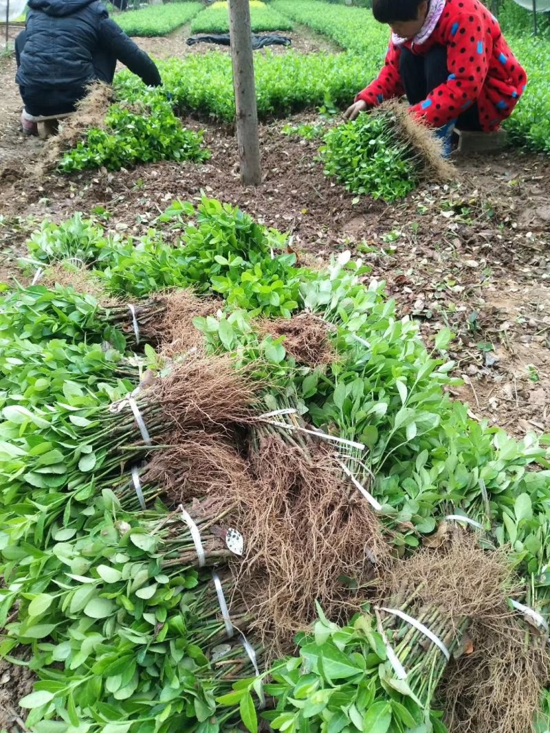 【现货】本苗圃基地常年大量：卫矛小苗.卫矛苗.卫矛现货