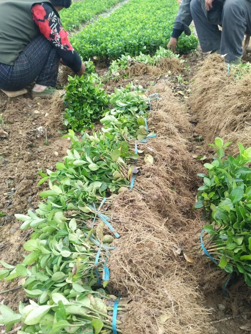 【现货】本苗圃基地常年大量：卫矛小苗.卫矛苗.卫矛现货