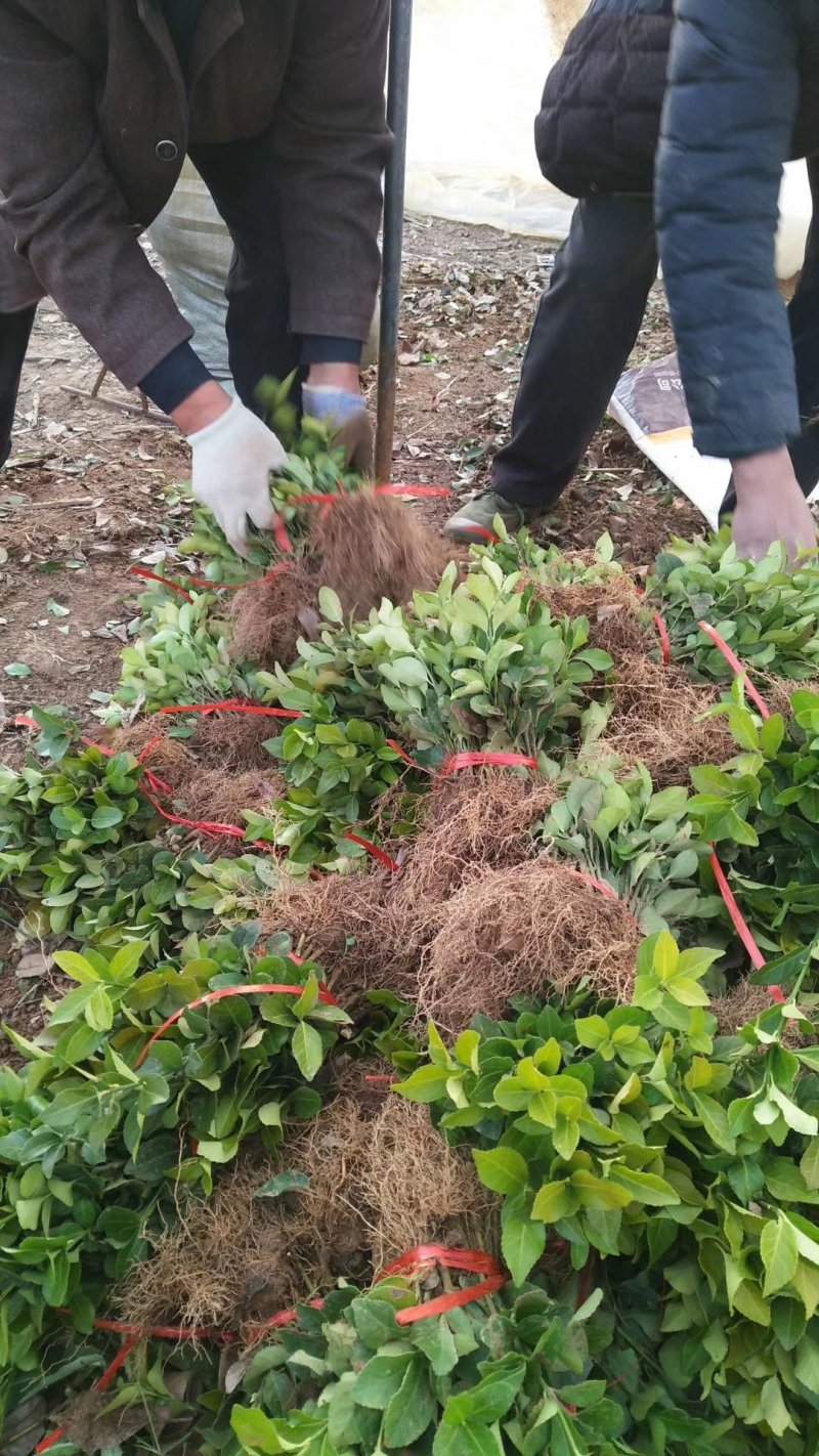 【现货】本苗圃基地常年大量：卫矛小苗.卫矛苗.卫矛现货