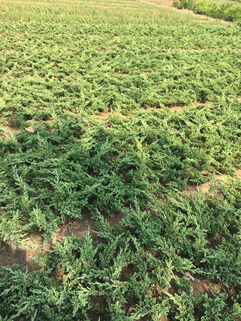 【牛商推荐】爬地柏铺地柏小苗.沙地柏小苗好成活可视频看货