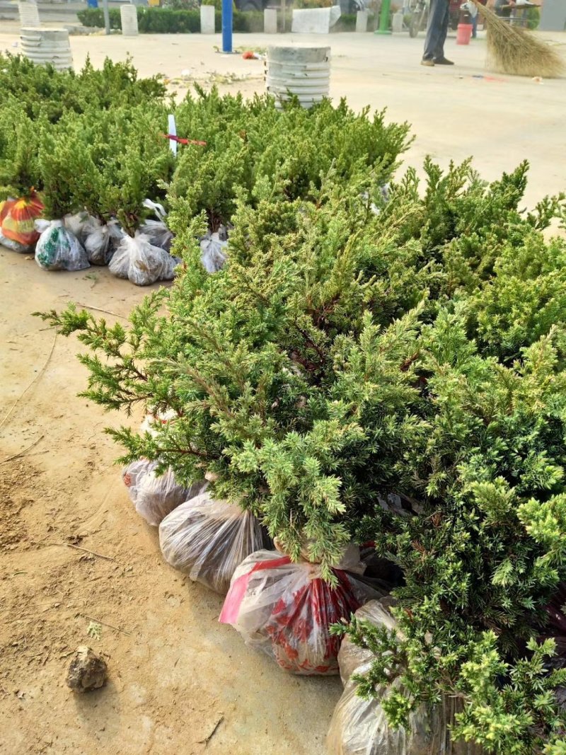 【牛商推荐】爬地柏铺地柏小苗.沙地柏小苗好成活可视频看货