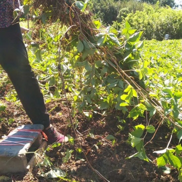【热卖中】大量供应：10-200cm爬山虎现挖现