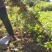 【热卖中】大量供应：10-200cm爬山虎现挖现