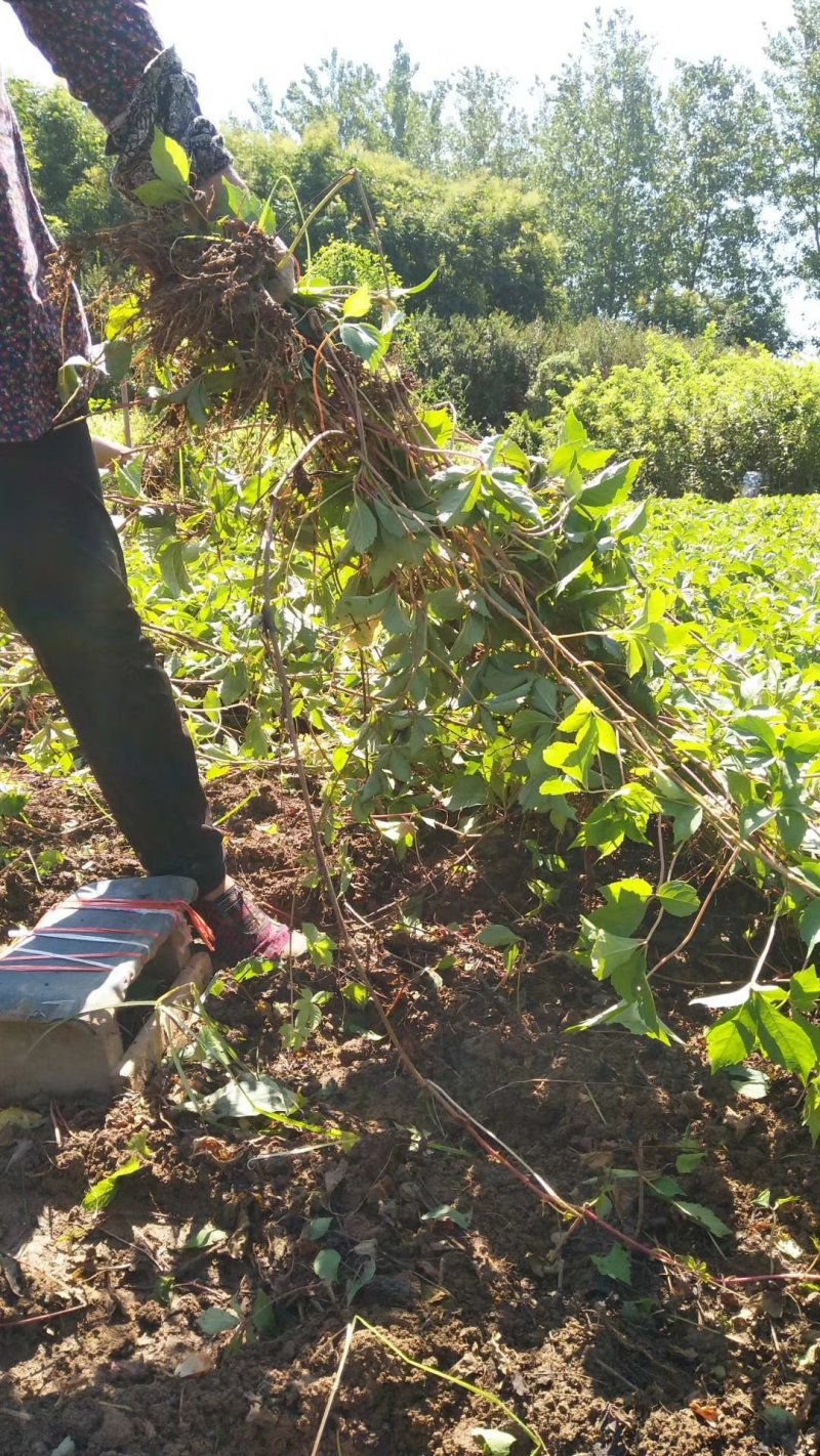 【热卖中】大量供应：10-200cm爬山虎现挖现