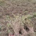 【热卖中】大量供应：10-200cm爬山虎现挖现