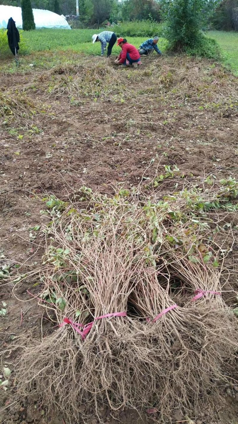 【热卖中】大量供应：10-200cm爬山虎现挖现