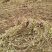 【热卖中】大量供应：10-200cm爬山虎现挖现