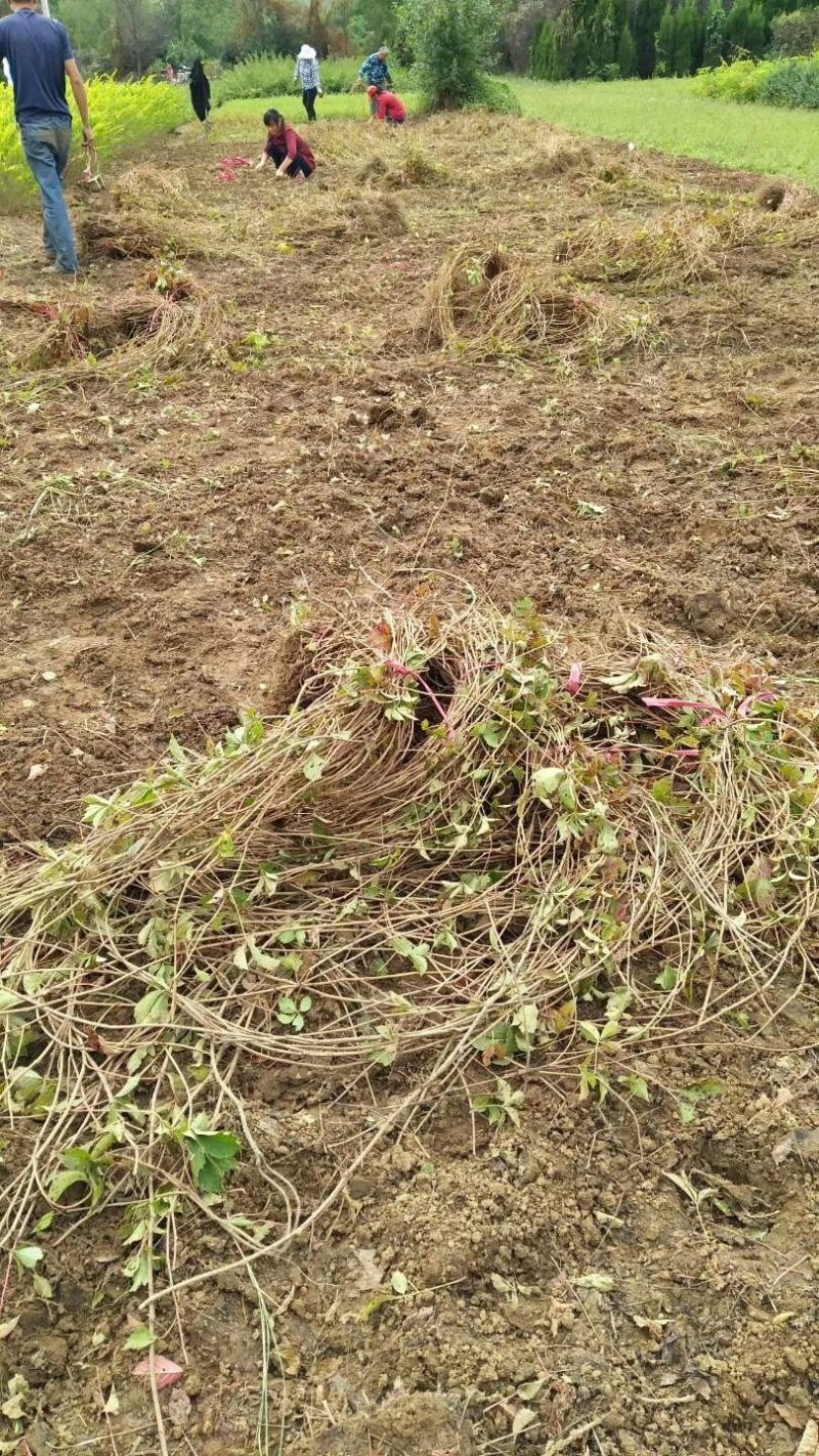 【热卖中】大量供应：10-200cm爬山虎现挖现