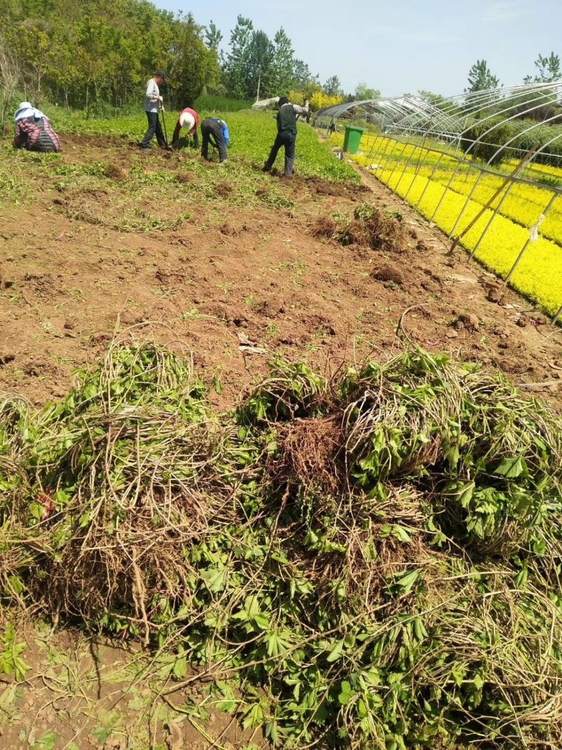 【热卖中】大量供应：10-200cm爬山虎现挖现