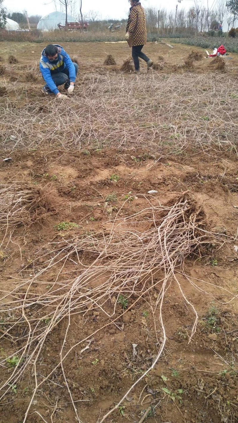 【热卖中】大量供应：10-200cm爬山虎现挖现