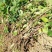 【热卖中】大量供应：10-200cm爬山虎现挖现