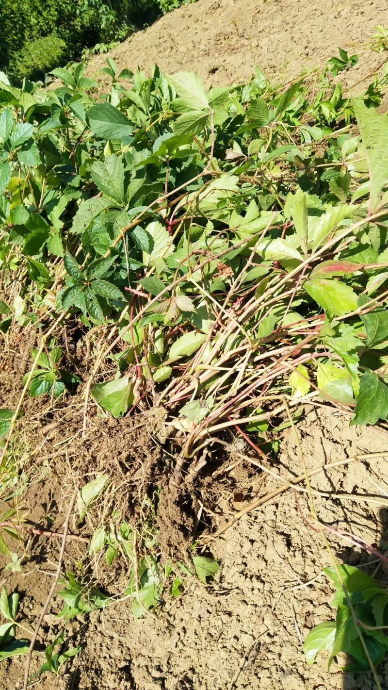 【热卖中】大量供应：10-200cm爬山虎现挖现