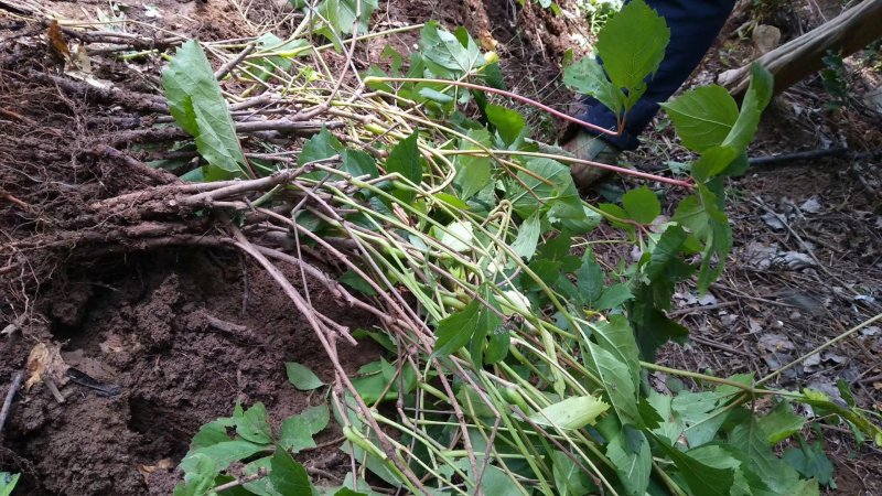 【热卖中】大量供应：10-200cm爬山虎现挖现