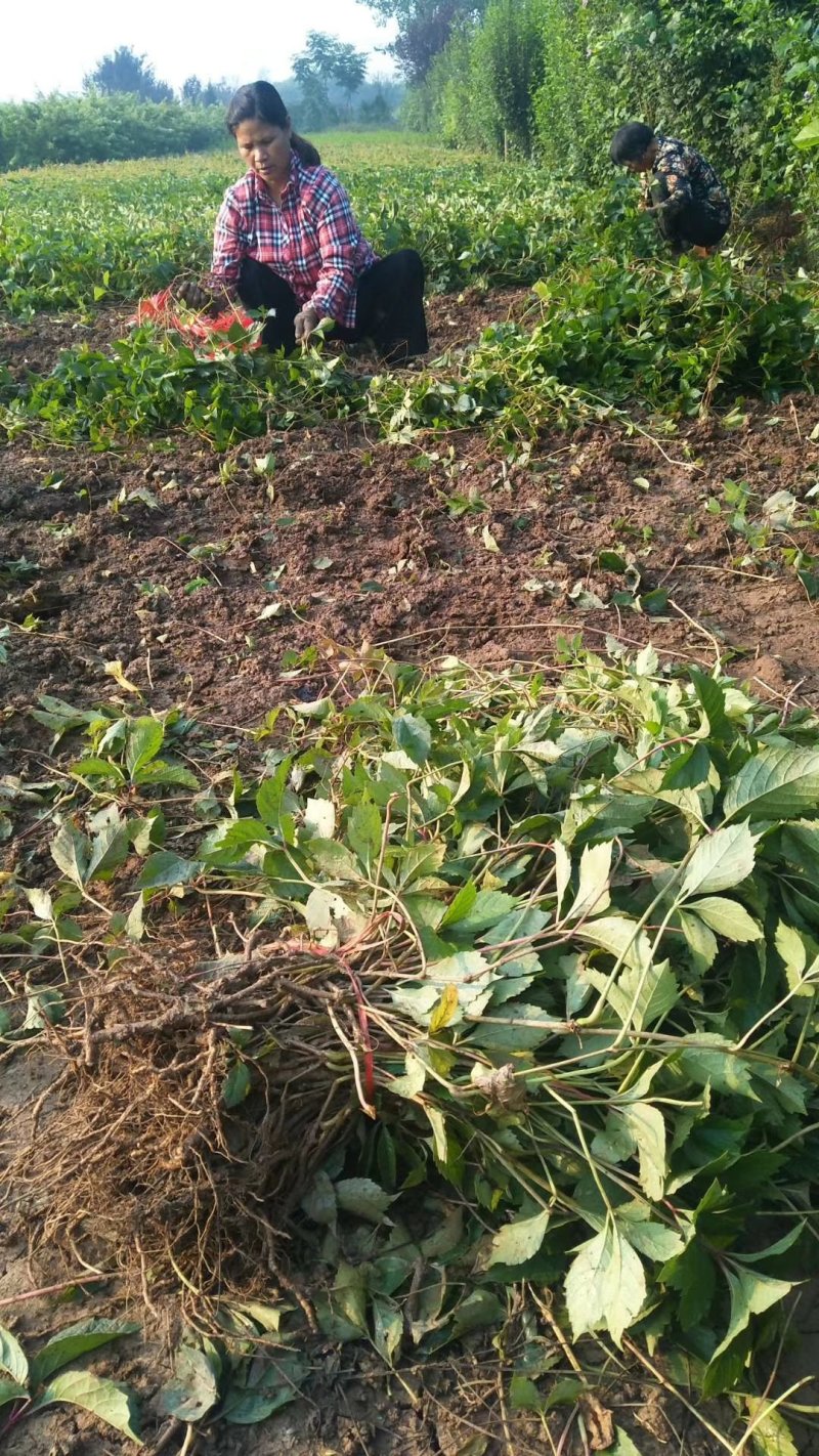 【热卖中】大量供应：10-200cm爬山虎现挖现