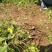 【热卖中】大量供应：10-200cm爬山虎现挖现