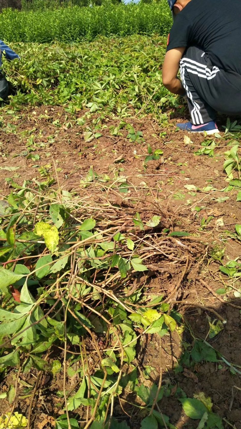 【热卖中】大量供应：10-200cm爬山虎现挖现
