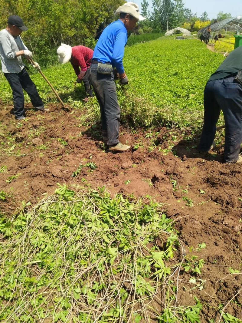 【热卖中】大量供应：10-200cm爬山虎现挖现