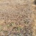 【热卖中】大量供应：10-200cm爬山虎现挖现