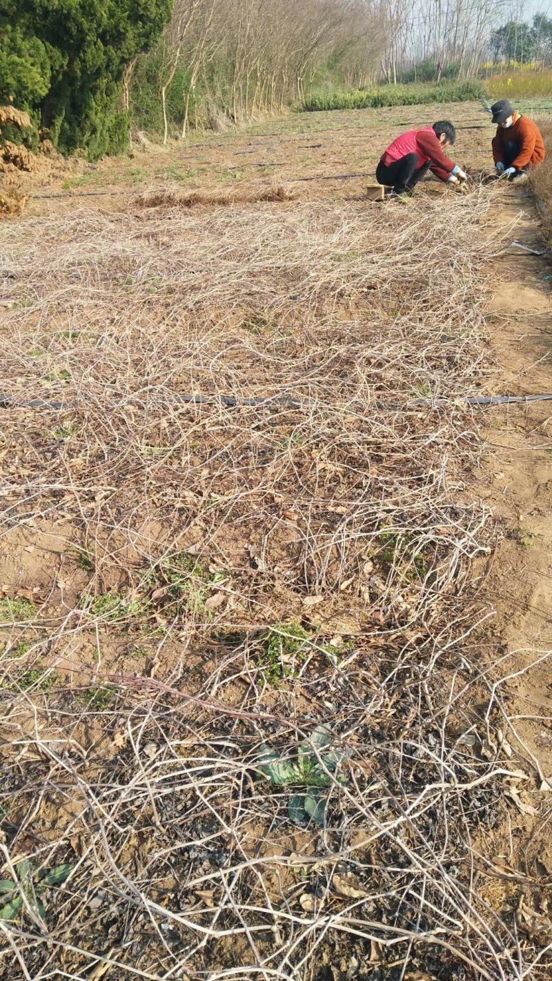【热卖中】大量供应：10-200cm爬山虎现挖现