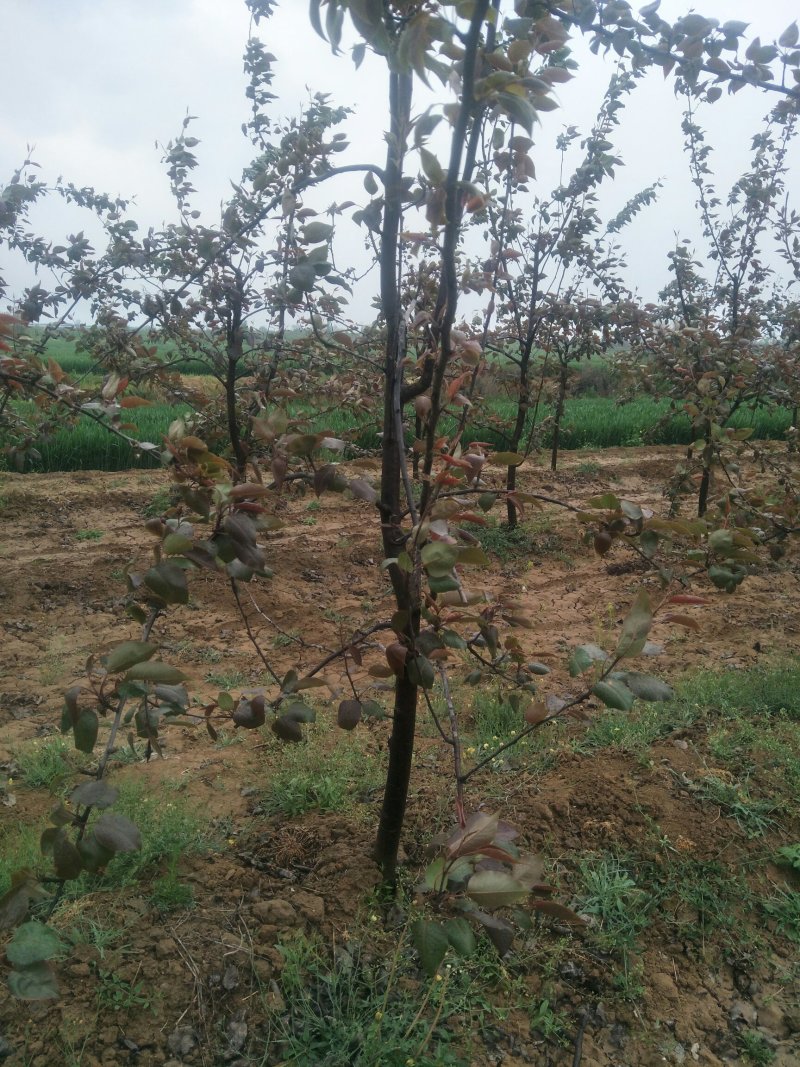 出售各种4-15公分规格梨树（黄香酥）