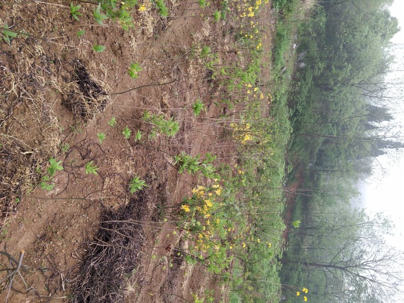 杜鹃映山红黄色红色都正品干花都有观赏药用