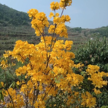 杜鹃映山红黄色红色都正品干花都有观赏药用