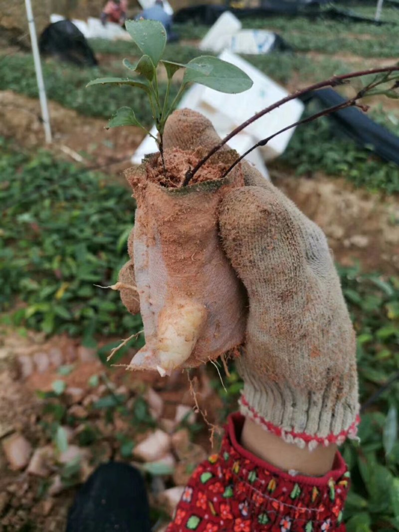 广西土茯苓种子，白肉粉质，基地直供