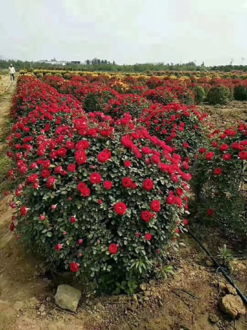 【现货直发】80cm-200cm藤本月季基地直发欢迎
