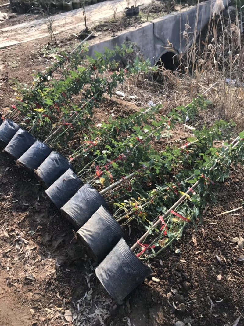 【现货直发】80cm-200cm藤本月季基地直发欢迎