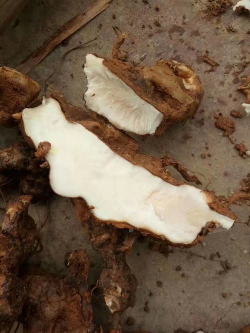 广西土茯苓种子，白肉粉质，基地直供