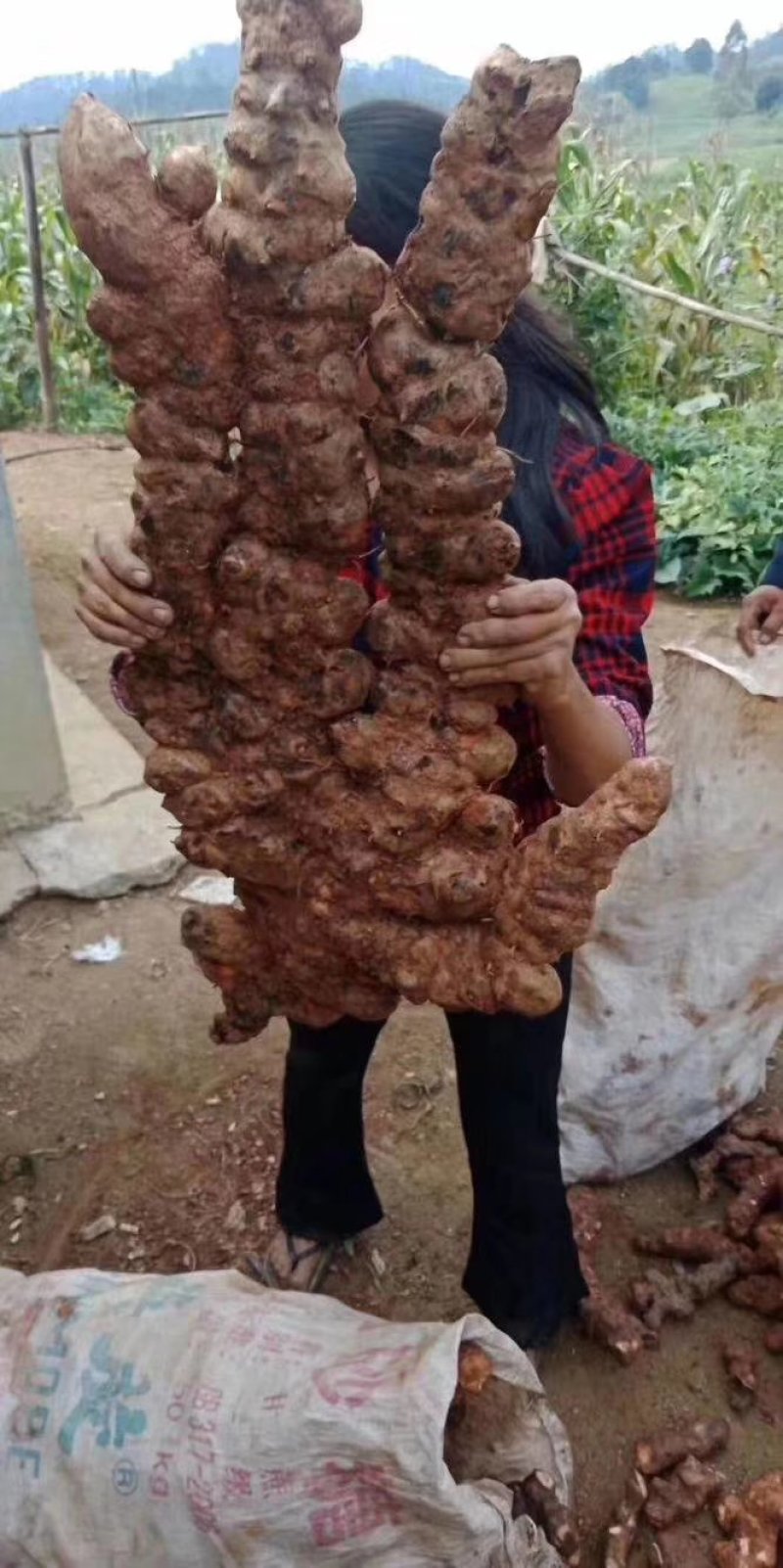 广西土茯苓苗，白肉粉质土茯苓苗，杯苗，两条芽起苗