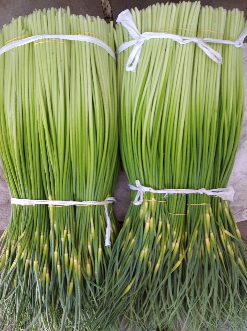 白帽蒜薹精品干茬无泡水50~60cm