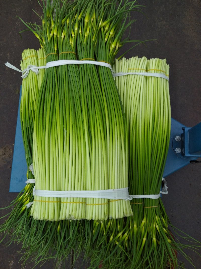 白帽蒜薹精品干茬无泡水50~60cm