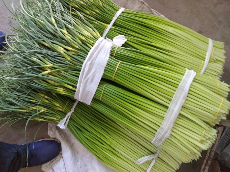 白帽蒜薹精品干茬无泡水50~60cm