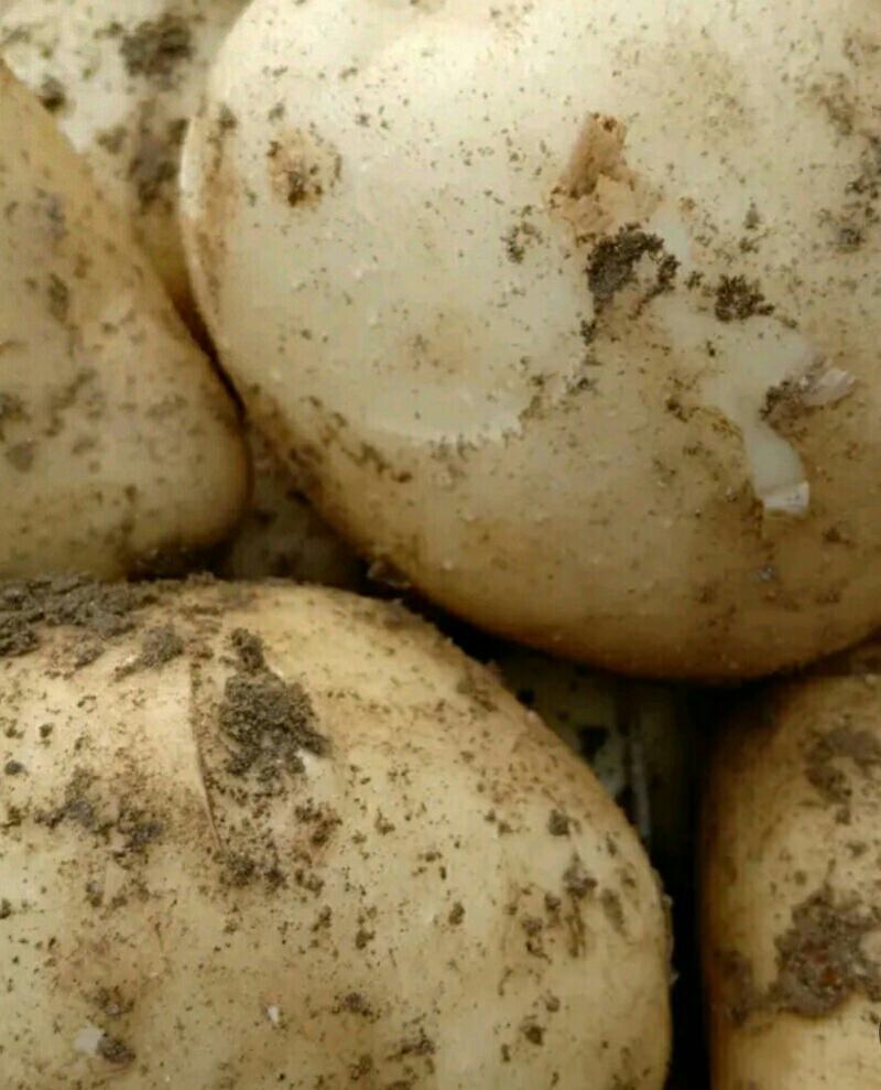 【优质土豆】陕西汉中早大白土豆3两起步，表皮鲜亮