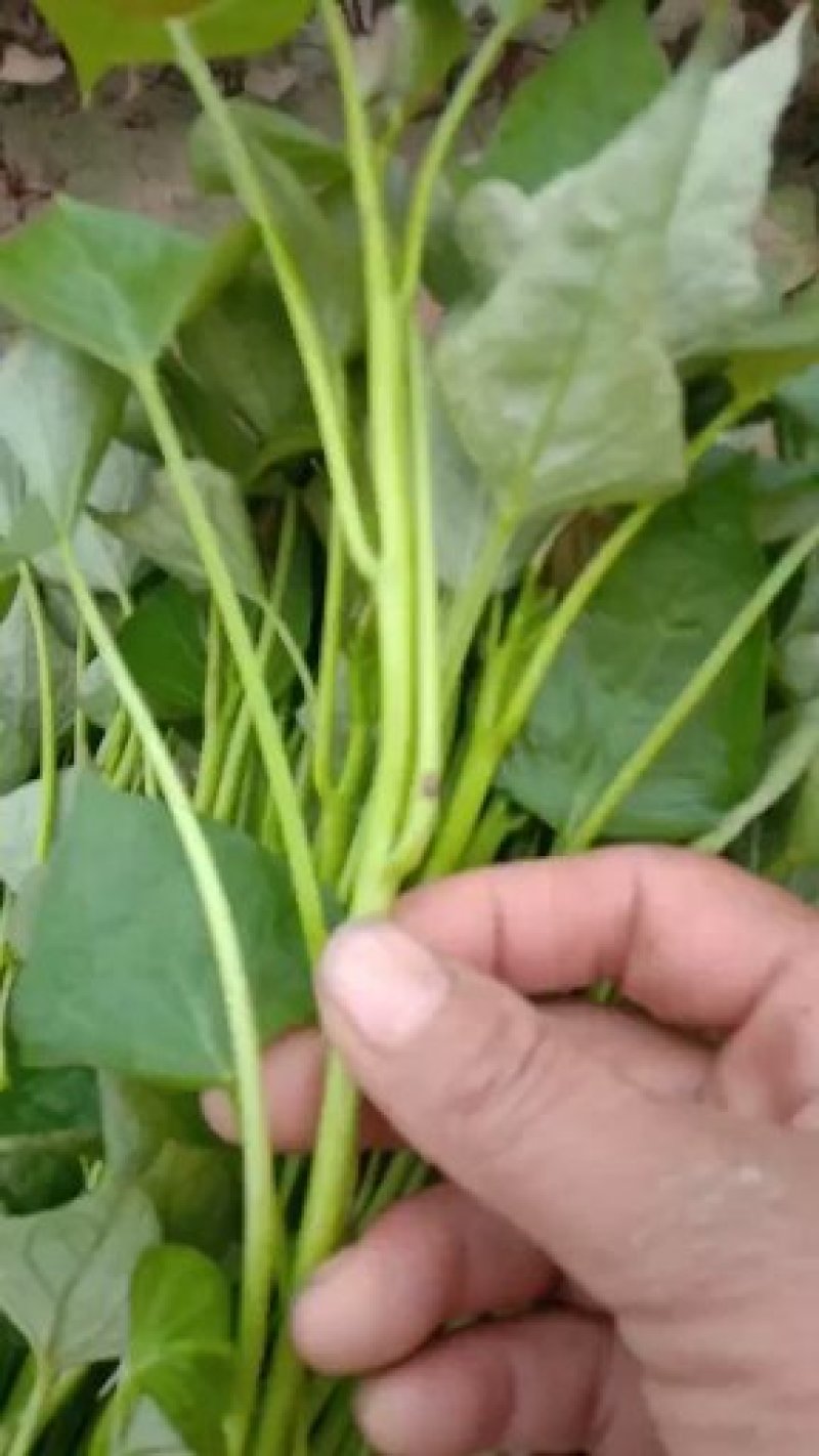 大量日供百万苗商薯19.龙九，西瓜红薯苗基地直供，苗粗壮
