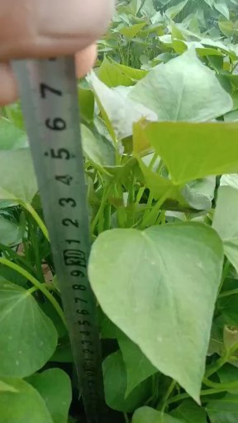 大量日供百万苗商薯19.龙九，西瓜红薯苗基地直供，苗粗壮