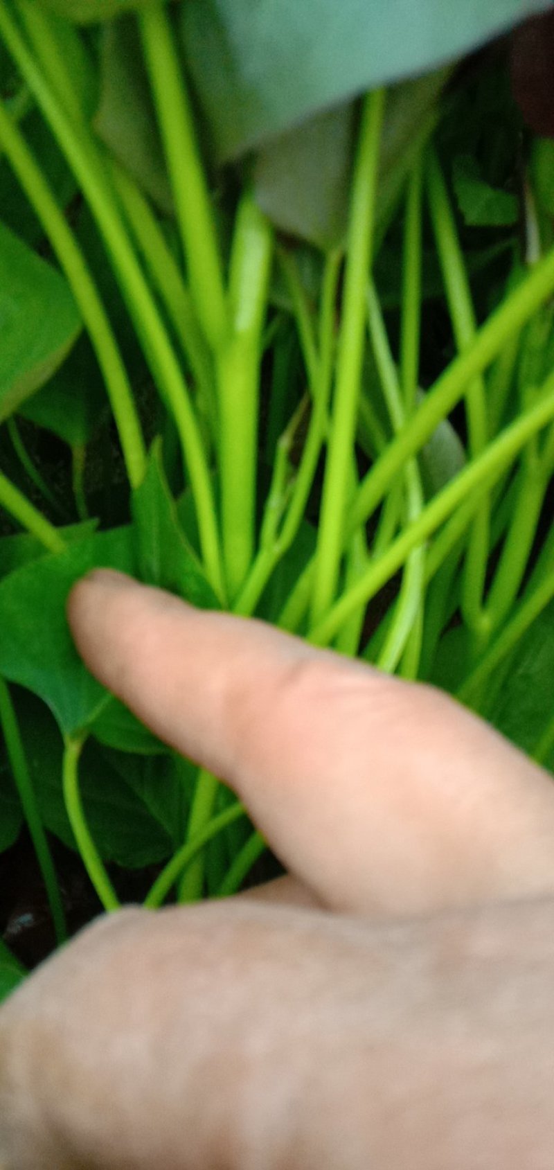 大量日供百万苗商薯19.龙九，西瓜红薯苗基地直供，苗粗壮
