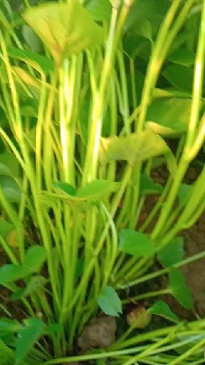 大量日供百万苗商薯19.龙九，西瓜红薯苗基地直供，苗粗壮